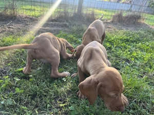 Vizsla maghiară  - imagine 2