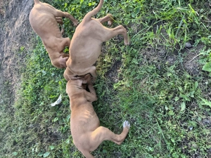 Vizsla maghiară  - imagine 5