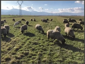 Oi Suffolk cu pedigree - imagine 2