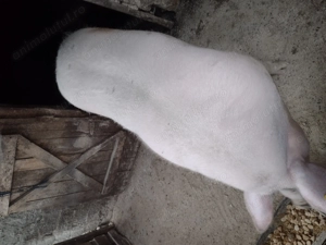 Vand purcea de carne 