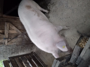 Vand purcea de carne  - imagine 2