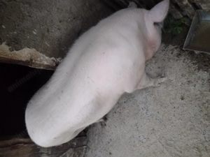 Vând purcea crescută natural