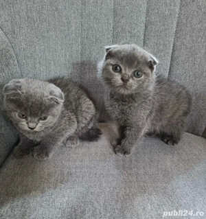 pisicuta scottish fold - imagine 3