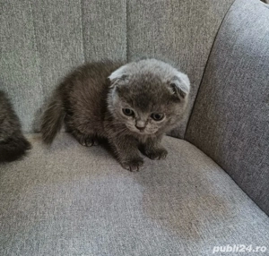 pisicuta scottish fold