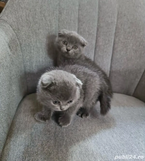 pisicuta scottish fold - imagine 2