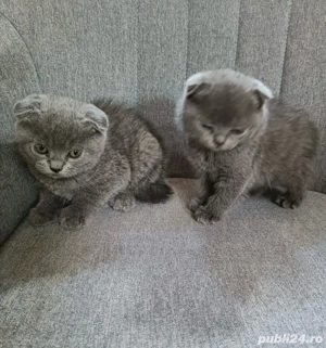 pisicuta scottish fold - imagine 4