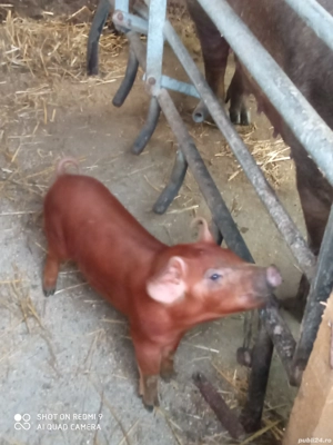 vand 3 purcele durok sau schimb cu animale 