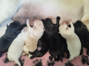 Pui Labrador cu Pedigree - imagine 3