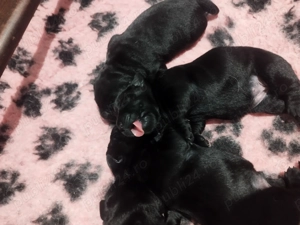 Pui Labrador cu Pedigree - imagine 2