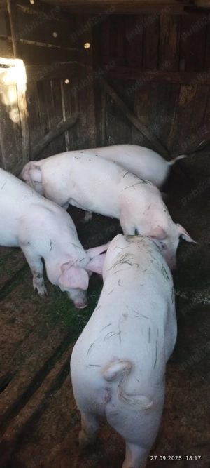 Vand porci soldani de 45-50 kg