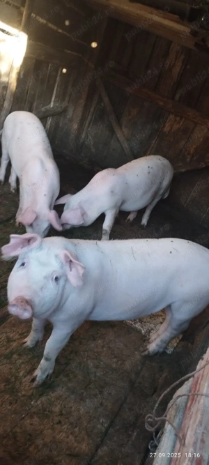 Vand porci soldani de 45-50 kg - imagine 2