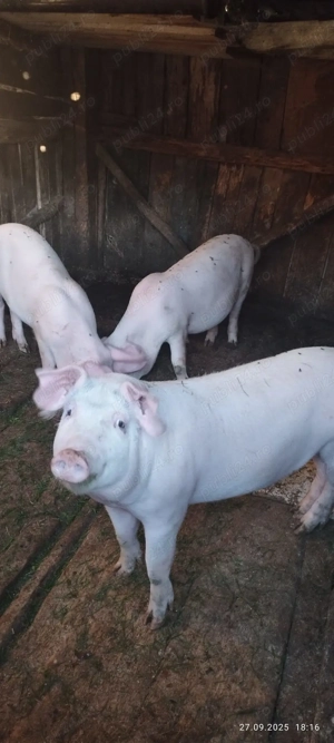 Vand porci soldani de 45-50 kg - imagine 3