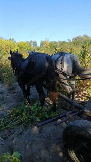De vânzare manza de 1an și 3 luni