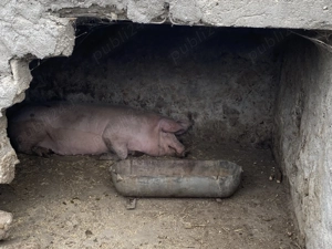 Porci de vanzare 120-200kg