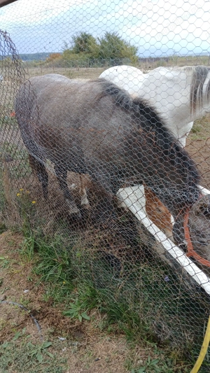 De vânzare manza de 1an și 3 luni - imagine 2 De vânzare manza de 1an și 3 luni - imagine 2