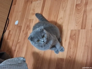 scottish fold