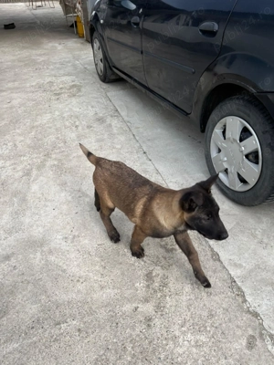 Căței din rasa Ciobanesc Belgian  - imagine 2