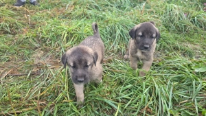 Catei din rasa  KANGAL