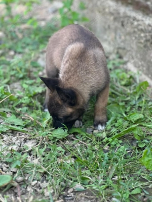 Căței din rasa Ciobanesc Belgian 