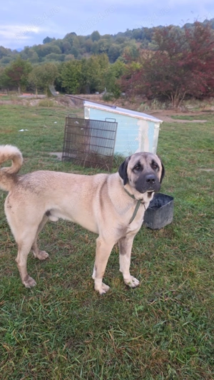 Catei din rasa  KANGAL  - imagine 2 Catei din rasa  KANGAL  - imagine 2