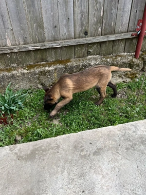 Căței din rasa Ciobanesc Belgian  - imagine 5