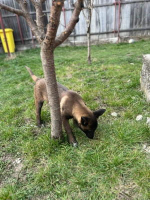 Căței din rasa Ciobanesc Belgian  - imagine 4