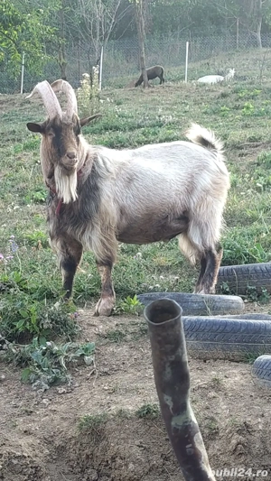 Tap metis alpin de vânzare  - imagine 3