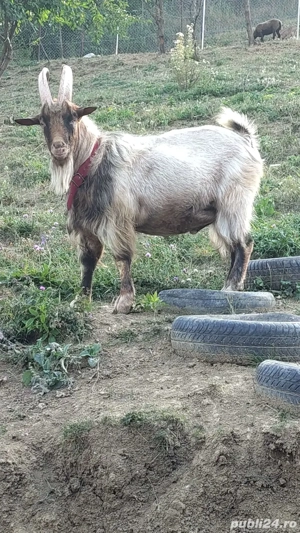 Tap metis alpin de vânzare  - imagine 4