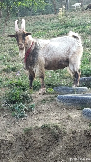 Tap metis alpin de vânzare 