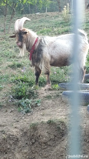 Tap metis alpin de vânzare  - imagine 2