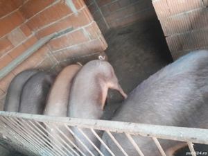 vand porci  - imagine 2