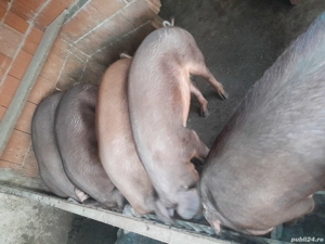 vand porci  - imagine 4