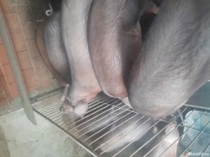 vand porci  - imagine 3