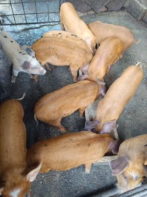 Purcei de vânzare  - imagine 2 Purcei de vânzare  - imagine 2