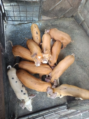 Purcei de vânzare  - imagine 3 Purcei de vânzare  - imagine 3