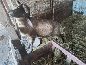 Vând mieluță tanara - imagine 2