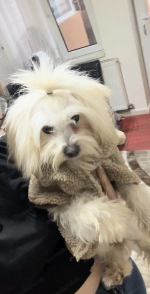 Vând bichon maltez,fetița