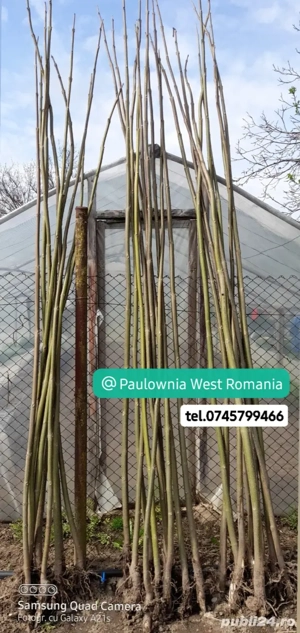 Copacei și butași Paulownia,creștere rapidă,direct din pepiniera noastră,trimitem oriunde în țară