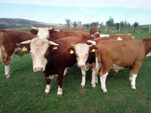 3 Vitei si un taur baltati romanesti