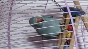 Micul Alexandru  - imagine 2