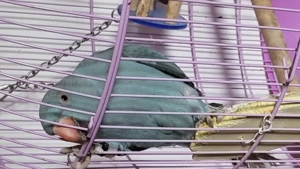 Micul Alexandru  - imagine 3