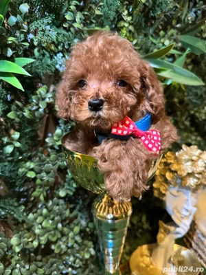 Poodle-pudel toy - imagine 3