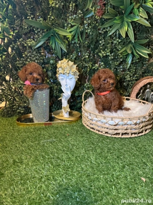 Poodle-pudel toy - imagine 2