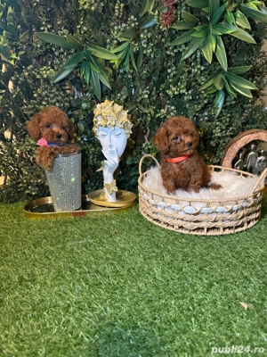 Poodle-pudel toy - imagine 4