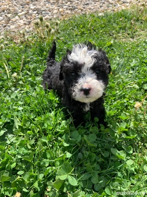 bichon havanez femela