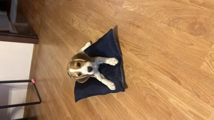 Beagle mascul - imagine 3