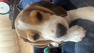 Beagle mascul cu pedigree tip A   părinți campioni