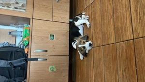 Beagle mascul cu pedigree tip A   părinți campioni - imagine 3