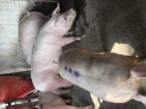 Vind porci de carne - imagine 3 Vind porci de carne - imagine 3