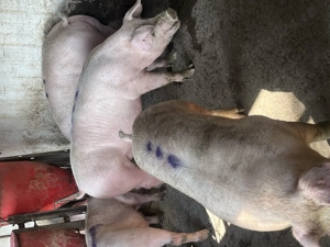 Vind porci de carne - imagine 2 Vind porci de carne - imagine 2